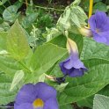 Picasa 2.7